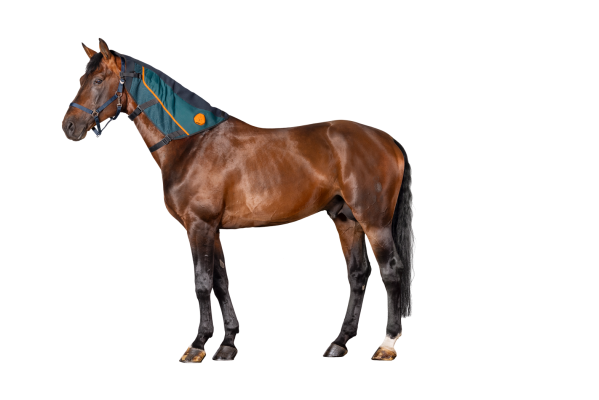 Bemer Neck applicator