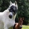 Equilume Curragh Light Mask