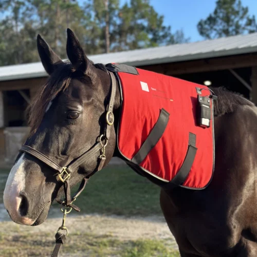 equineworldstore (70) Used PEMF Equine Neck Part