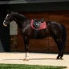 equineworldstore (94) WEATHERBEETA Softshell Pro 3D Air-Tec All Purpose Saddle Pad