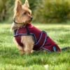 equineworldstore (157) WeatherBeeta ComFiTec Premier Deluxe Waterproof Dog Coat