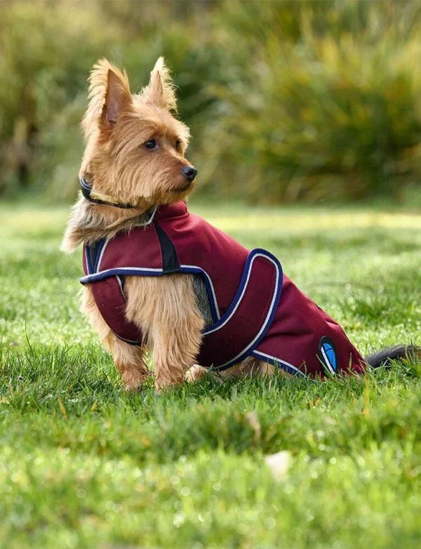 equineworldstore (157) WeatherBeeta ComFiTec Premier Deluxe Waterproof Dog Coat