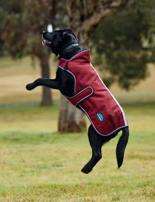 equineworldstore (159) WeatherBeeta ComFiTec Premier Deluxe Waterproof Dog Coat